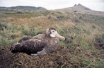 Antipodean albatross | Toroa. Adult female on nest. Kawhaki, Chatham Island, April 2003. Image © Colin Miskelly by Colin Miskelly.