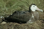 Antipodean albatross | Toroa. Adult female on nest. Mowbray Hill, Campbell Island, February 1963. Image © Department of Conservation ( image ref: 10031620 ) by Alan Wright.