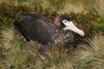 Antipodean albatross | Toroa. Dark adult female. Antipodes Island, February 2008. Image © David Boyle by David Boyle.