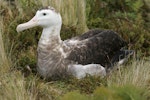 Antipodean albatross | Toroa. Pale adult female. Antipodes Island, February 2011. Image © David Boyle by David Boyle.