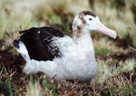 Antipodean albatross | Toroa. Adult female showing feather details. Antipodes Island, October 1990. Image © Colin Miskelly by Colin Miskelly.