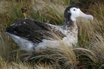 Antipodean albatross | Toroa. Dark male, presumably still immature. Antipodes Island, February 2008. Image © David Boyle by David Boyle.