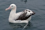 Antipodean albatross | Toroa. Adult Gibson's subspecies on water. Kaikoura pelagic, October 2008. Image © Duncan Watson by Duncan Watson.