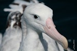 Antipodean albatross | Toroa. Close view of adult male 'gibsoni' subspecies. At sea off Whangaroa, November 2012. Image © Jenny Atkins by Jenny Atkins.