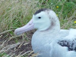 Antipodean albatross | Toroa. Close view of adult showing feather details. Chatham Island, February 2004. Image © Graeme Taylor by Graeme Taylor.