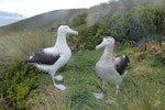 Antipodean albatross | Toroa. Gibson's albatross pair. Disappointment Island, Auckland Islands, January 2018. Image © Alan Tennyson by Alan Tennyson.