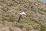 Antipodean albatross | Toroa. Gibson's albatross in flight. Disappointment Island, Auckland Islands, January 2018. Image © Alan Tennyson by Alan Tennyson.