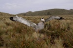 Antipodean albatross | Toroa. Male showing underwing. Antipodes Island, February 2009. Image © Mark Fraser by Mark Fraser.