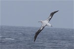 Antipodean albatross | Toroa. Adult Gibson's subspecies dorsal view. Tasman Sea off Fiordland coast, November 2011. Image © Steve Attwood by Steve Attwood.