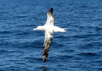 Antipodean albatross | Toroa. Adult Gibson's albatross in flight. Cook Strait, August 2017. Image © Alan Tennyson by Alan Tennyson.