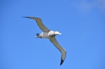 Antipodean albatross | Toroa. Adult in flight. Campbell Island, January 2013. Image © Kyle Morrison by Kyle Morrison.