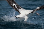 Antipodean albatross | Toroa. Adult taking off showing upper surface. At sea off Whangaroa, Northland, November 2012. Image © Jenny Atkins by Jenny Atkins.