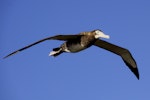 Antipodean albatross | Toroa. Dark female in flight. Antipodes Island, April 2009. Image © Mark Fraser by Mark Fraser.