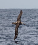 Antipodean albatross | Toroa. Dorsal view of immature in flight. At sea off Whangaroa, Northland, January 2012. Image © Michael Szabo by Michael Szabo.