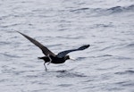 Antipodean albatross | Toroa. Juvenile taking off. Mayor Island, March 2008. Image © Raewyn Adams by Raewyn Adams.