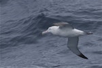 Antipodean albatross | Toroa. Adult in flight showing underwing. Tasman Sea off Fiordland coast, November 2011. Image © Steve Attwood by Steve Attwood.