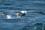 Antipodean albatross | Toroa. Adult male Gibson's subspecies showing leading edges. At sea off Whangaroa Harbour, Northland, November 2012. Image © Jenny Atkins by Jenny Atkins.