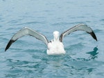 Antipodean albatross | Toroa. Adult showing underwings. Off Kaikoura, June 2008. Image © Alan Tennyson by Alan Tennyson.