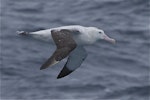 Antipodean albatross | Toroa. Adult in flight showing upperwing. Tasman Sea off Fiordland coast, November 2011. Image © Steve Attwood by Steve Attwood.