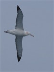 Antipodean albatross | Toroa. Ventral view of adult Gibson's subspecies. Tasman Sea off Fiordland coast, November 2011. Image © Steve Attwood by Steve Attwood.