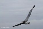 Antipodean albatross | Toroa. Adult female in flight showing underside. At sea off Whangaroa, November 2012. Image © Jenny Atkins by Jenny Atkins.