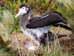 Antipodean albatross | Toroa. Female on nest with egg. Campbell Island, January 2007. Image © Ian Armitage by Ian Armitage.