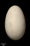 Antipodean albatross | Toroa. Egg 121.1 x 78.3 mm (NMNZ OR.006719, collected by Captain John Bollons). Antipodes Island, January 1901. Image © Te Papa by Jean-Claude Stahl.