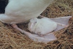 Antipodean albatross | Toroa. Young chick being brooded. Mowbray Hill, Campbell Island, May 1963. Image © Department of Conservation ( image ref: 10038463 ) by Alan Wright.