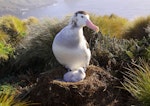 Antipodean albatross | Toroa. Adult male on nest with young chick. Antipodes Island, April 2009. Image © Mark Fraser by Mark Fraser.