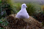 Antipodean albatross | Toroa. Chick on nest, post guard stage. Antipodes Island, April 2010. Image © Mark Fraser by Mark Fraser.