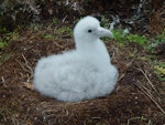 Antipodean albatross | Toroa. Chick on nest. Pitt Island, May 2010. Image © Graeme Taylor by Graeme Taylor.