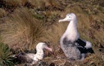 Antipodean albatross | Toroa. Adult and chick at nest. Antipodes Island, October 1996. Image © Terry Greene by Terry Greene.