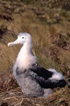 Antipodean albatross | Toroa. Large chick at nest. Antipodes Island, October 1996. Image © Terry Greene by Terry Greene.