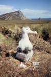 Antipodean albatross | Toroa. Large chick with partial down. North of Mt Galloway, Antipodes Island, November 1995. Image © Alan Tennyson by Alan Tennyson.