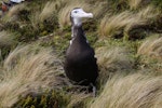 Antipodean albatross | Toroa. Chick close to fledging. Antipodes Island, January 2011. Image © Mark Fraser by Mark Fraser.