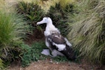 Antipodean albatross | Toroa. Large chick. Antipodes Island, January 2011. Image © Mark Fraser by Mark Fraser.