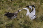 Antipodean albatross | Toroa. Pair displaying, female left and male right. Antipodes Island, February 2009. Image © Mark Fraser by Mark Fraser.