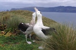 Antipodean albatross | Toroa. Gibson's albatrosses displaying at breeding ground (male on right). Disappointment Island, Auckland Islands, January 2018. Image © Colin Miskelly by Colin Miskelly.