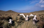 Antipodean albatross | Toroa. Adult male and female plus offspring. Antipodes Island, October 1996. Image © Terry Greene by Terry Greene.