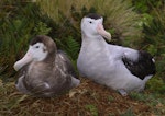 Antipodean albatross | Toroa. Adult female on nest incubating an egg (left) with adult male (right) beside nest. Antipodes Island, February 2009. Image © Mark Fraser by Mark Fraser.