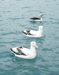 Antipodean albatross | Toroa. Adults on water with Buller's mollymawk (behind). Off Kaikoura, June 2008. Image © Alan Tennyson by Alan Tennyson.