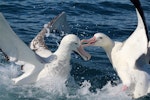 Antipodean albatross | Toroa. Gibson's subspecies; two adults fighting. Kaikoura pelagic, January 2015. Image © Silvia Giombi by Silvia Giombi.