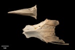 Chatham Island kaka. Upper mandible and pelvis (dorsal). Te Papa S.023285.3 & S.029990. South of Red Bluff, Long Beach, Chatham Island, January 1991. Image © Te Papa by Te Papa.