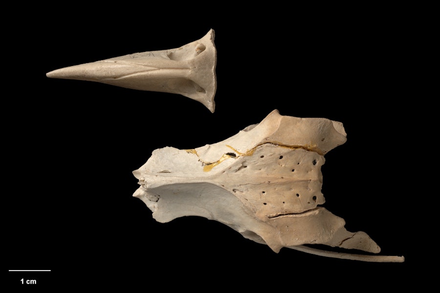 Chatham Island kaka. Upper mandible and pelvis (dorsal). Te Papa S.023285.3 & S.029990. South of Red Bluff, Long Beach, Chatham Island, January 1991. Image © Te Papa by Te Papa.