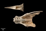 Chatham Island kaka. Upper mandible and pelvis (ventral). Te Papa S.023285.3 & S.029990. South of Red Bluff, Long Beach, Chatham Island, January 1991. Image © Te Papa by Te Papa.