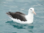 Black-browed mollymawk | Toroa. Adult on water. Off Kaikoura, June 2008. Image © Alan Tennyson by Alan Tennyson.