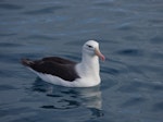 Black-browed mollymawk | Toroa. Adult. Cook Strait, April 2016. Image © Colin Miskelly by Colin Miskelly.