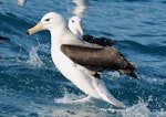 Black-browed mollymawk | Toroa. Immature bird rearing up at sea. Cook Strait, Wellington, New Zealand, July 2012. Image © Michael Szabo by Michael Szabo.