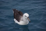 Black-browed mollymawk | Toroa. Immature. Cook Strait, April 2016. Image © Colin Miskelly by Colin Miskelly.