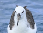 Black-browed mollymawk | Toroa. Immature at sea. Cook Strait, April 2016. Image © Phil Battley by Phil Battley.